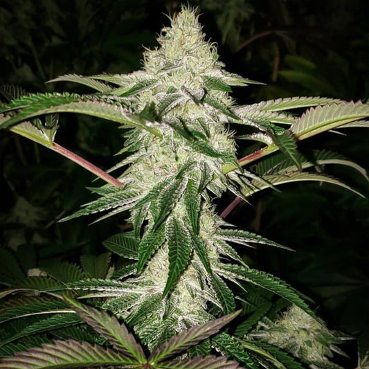 Honey Trees by Prolific Coast Seeds