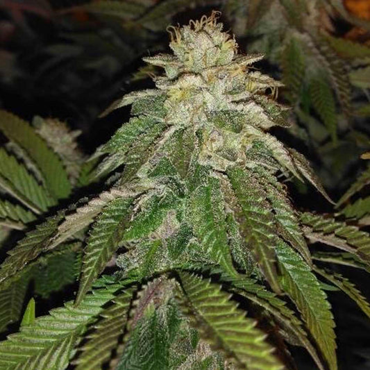 Hot Tropic by Oni Seed Co.