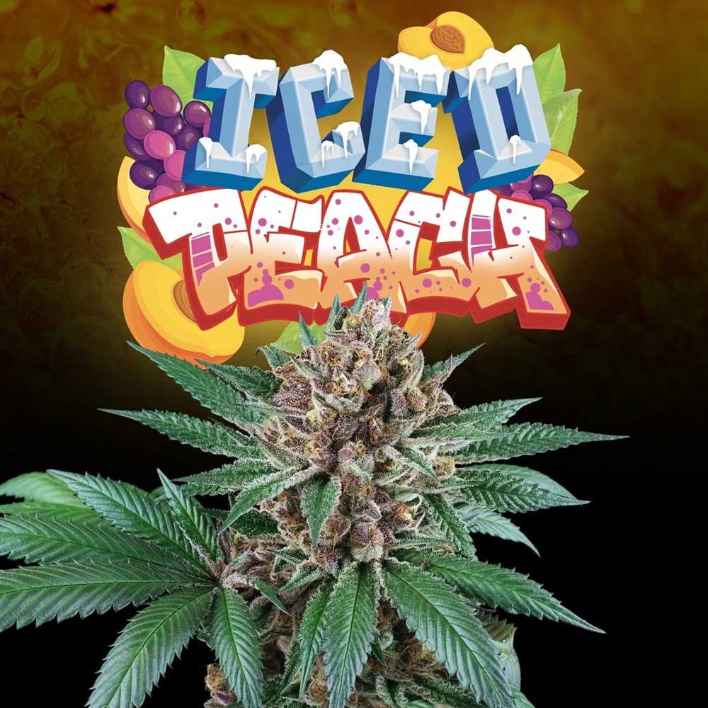 Iced Peach by Perfect Tree