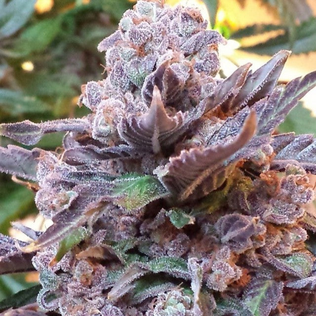 Purple Strawberry Bliss by Pheno Finder Seeds