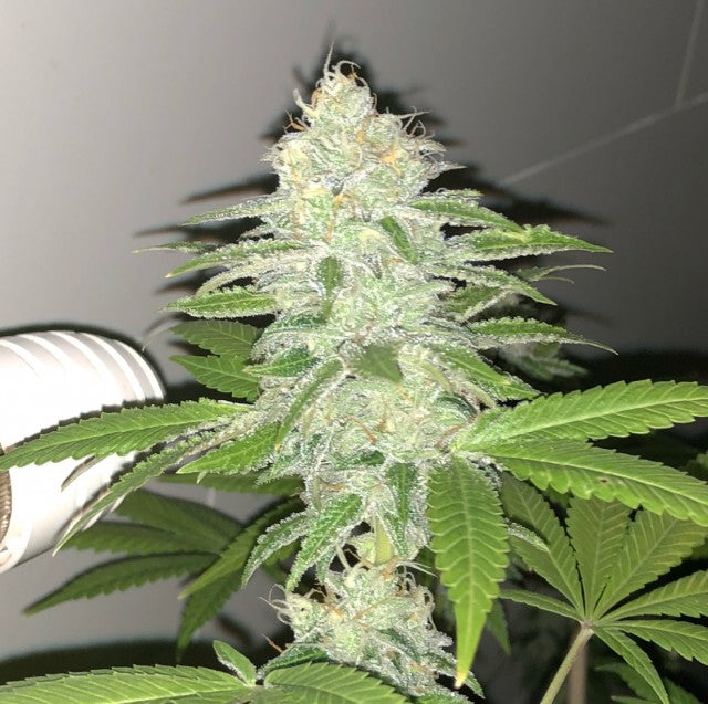 Lemon Sherbert by Pheno Finder Seeds