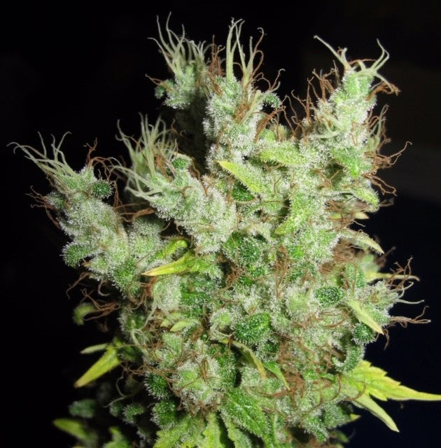 Super Silver Martian Haze by Ultra Genetics