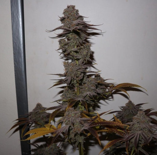 Purple Strawberry Sherbert by Pheno Finder Seeds