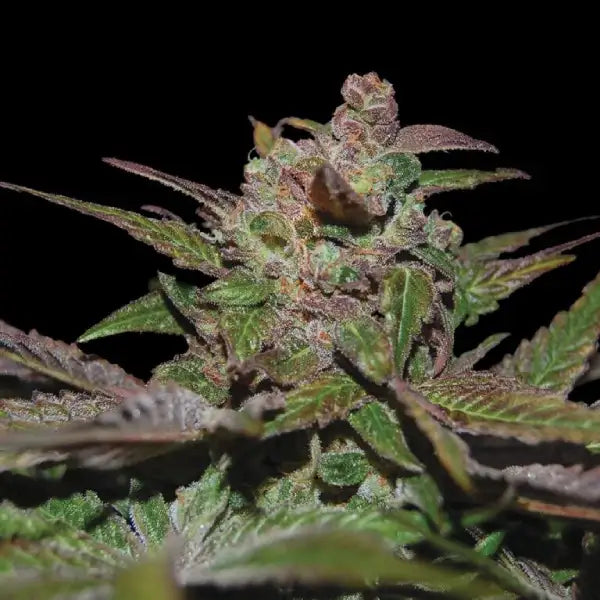 Auto Purple Wreck by DNA Genetics