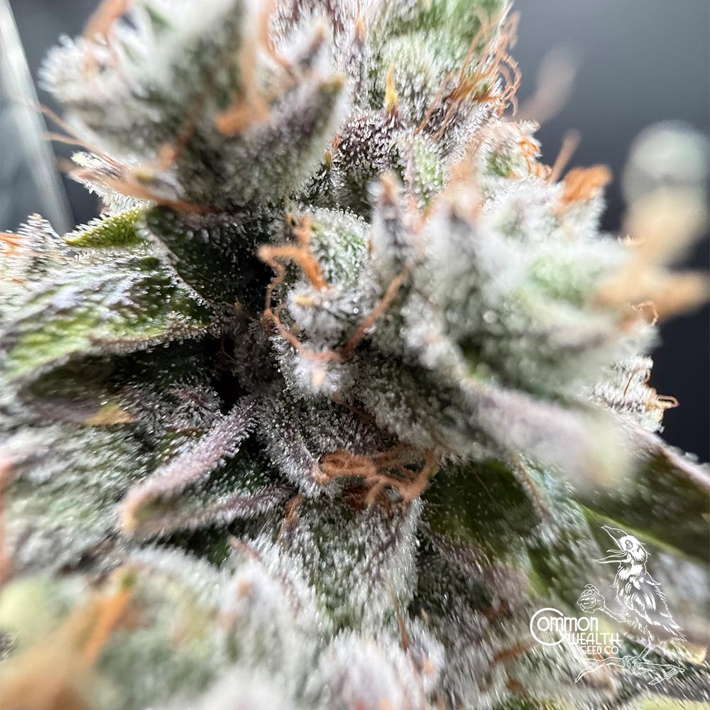 Imperial Grapes by Common Wealth Seed Co