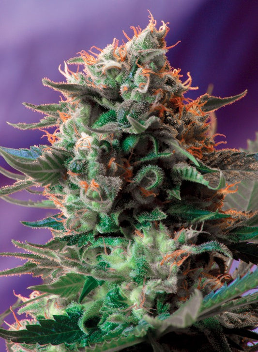 Jack 47 by Sweet Seeds