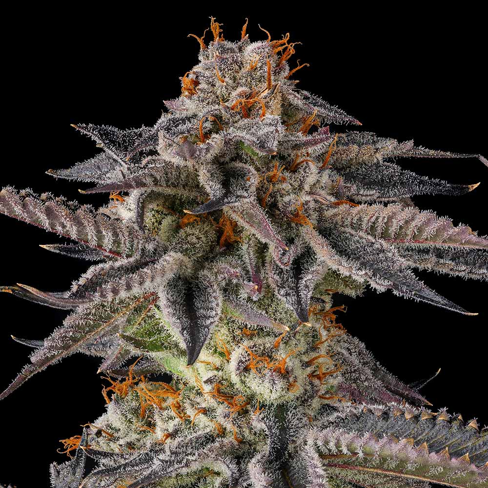 Jahrassic by Compound Genetics