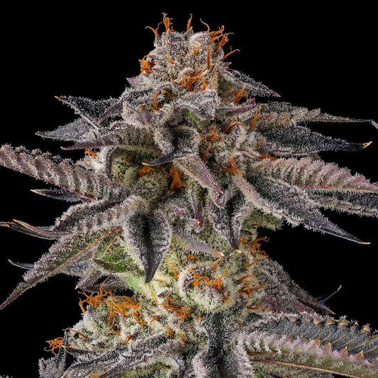 Jahrassic by Compound Genetics