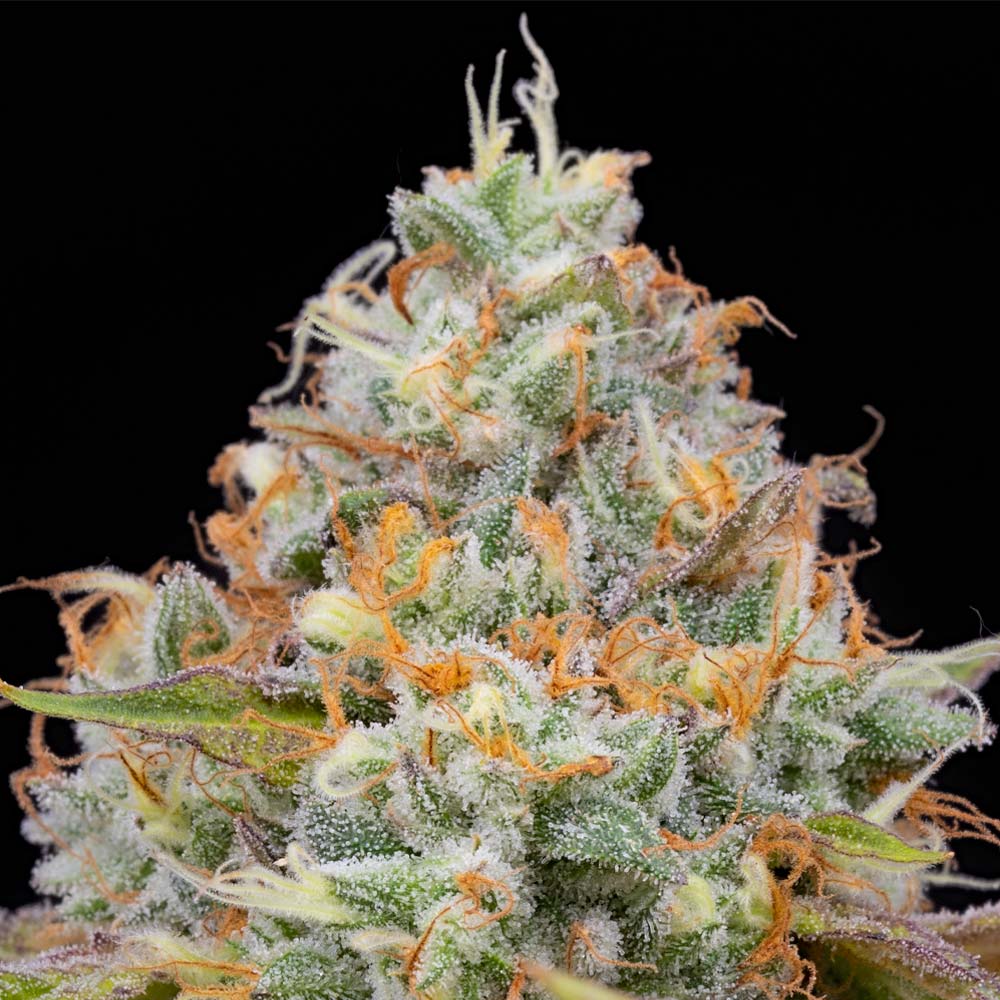 Jetlag by The Plug Seedbank