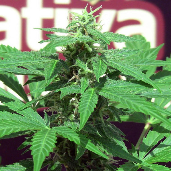 Trans Love by John Sinclair Seeds
