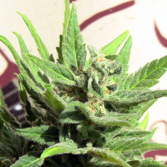 White Panther by John Sinclair Seeds