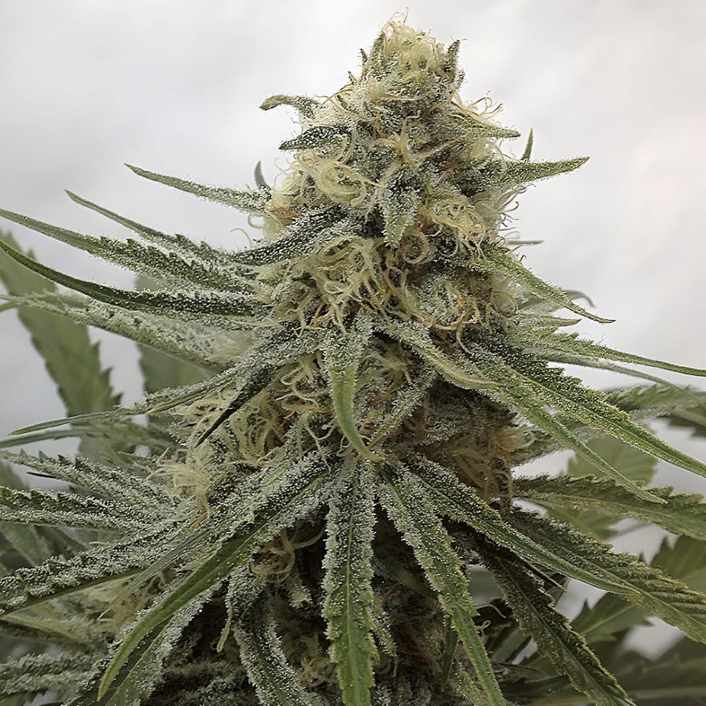 Juicy Dreams by Crockett Family Farms