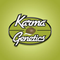 Gold Digger Regular Cannabis Seeds by Karma Genetics
