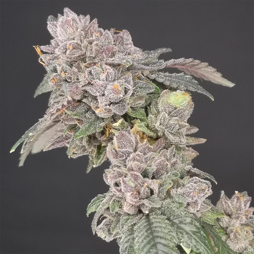 Key Banana Pie by Old School Genetics