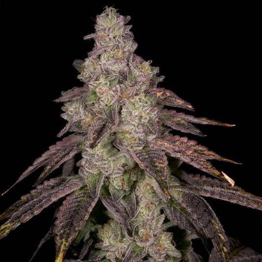 Knock Out by Archive Seedbank