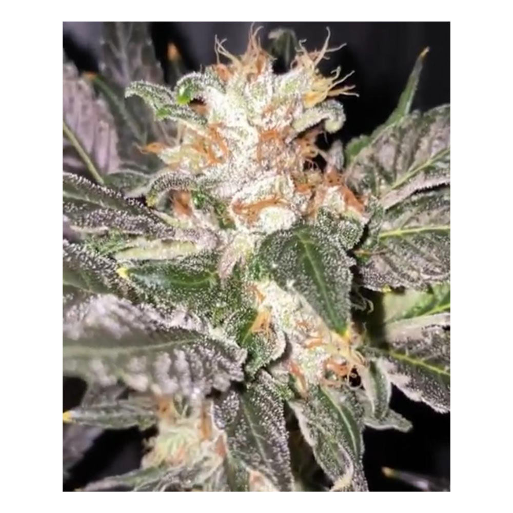 Kosher Creamz by Dankhunters Seeds Co.