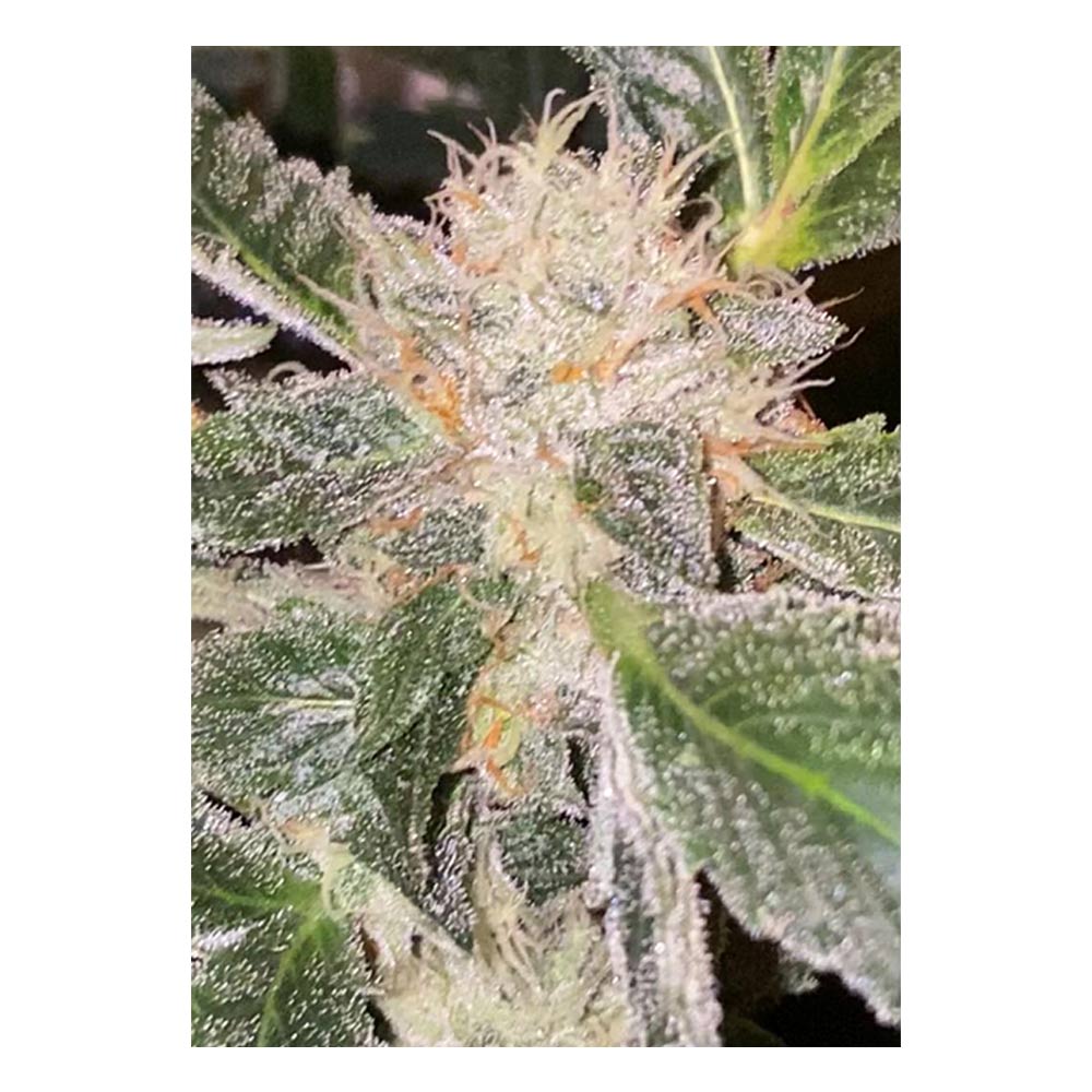 Kosher Orangez by Dankhunters Seeds Co.