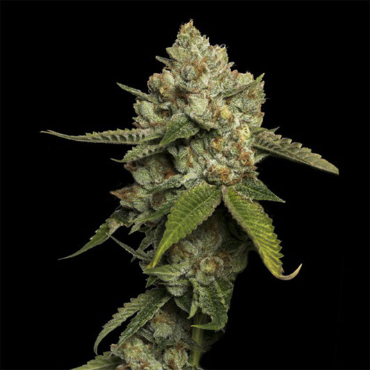 Kosher Prophet by DNA Genetics