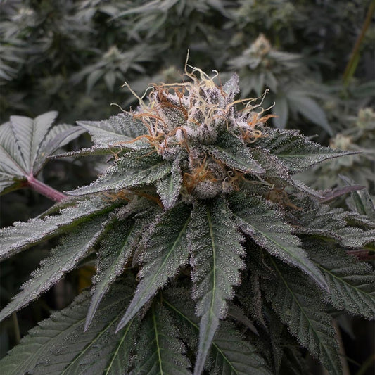 Kuro by EZ Genetics