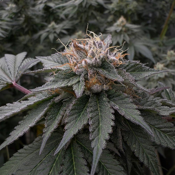 Kuro by EZ Genetics