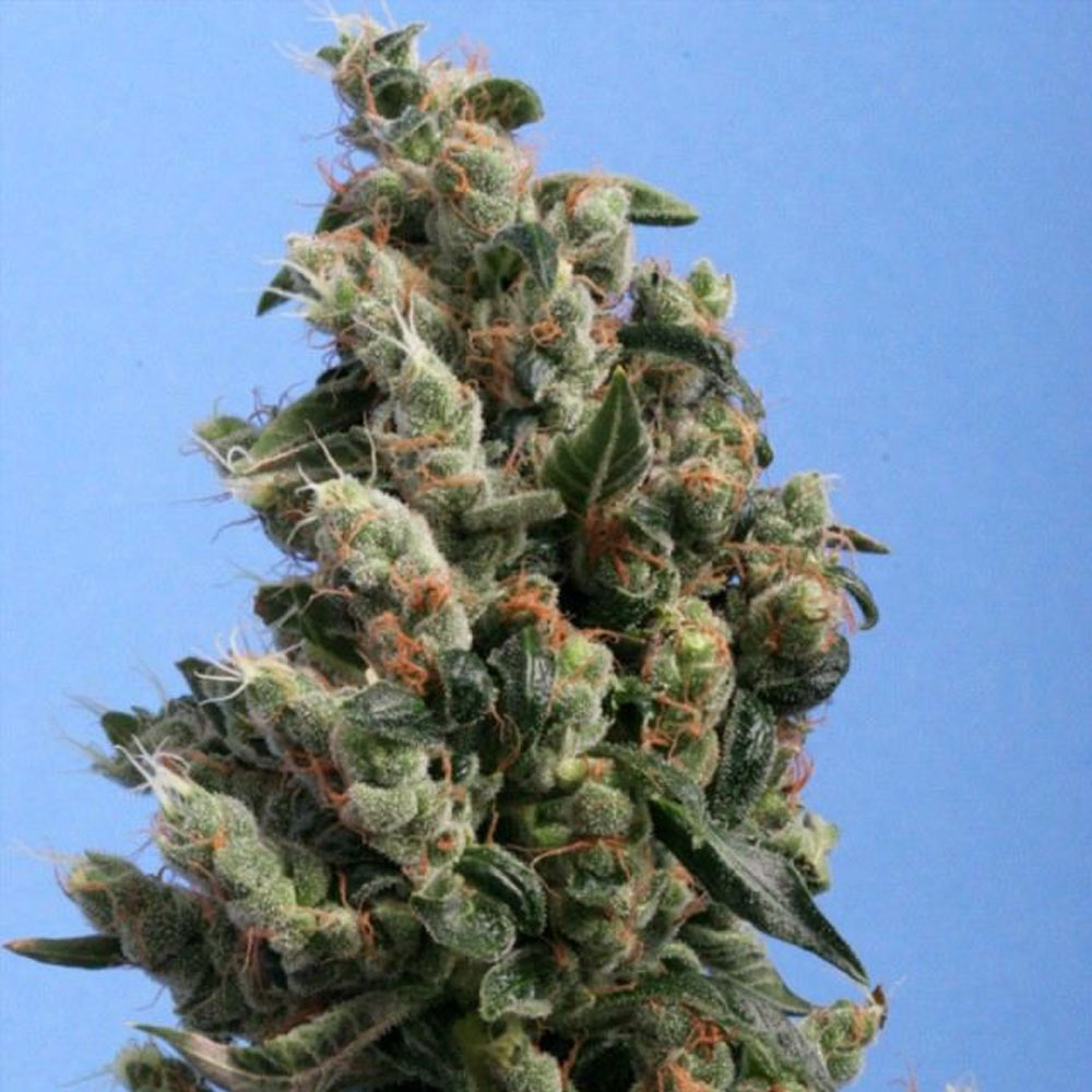 Kushage by T.H. Seeds