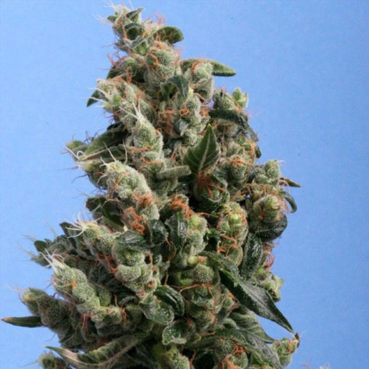 Kushage by T.H. Seeds