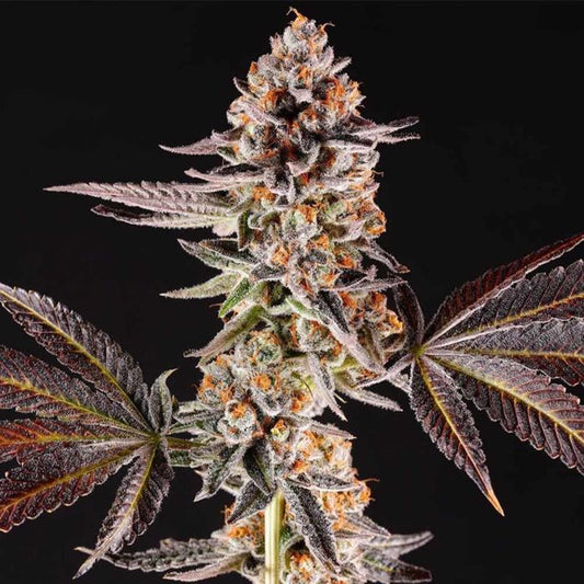 La Bomba by Compound Genetics