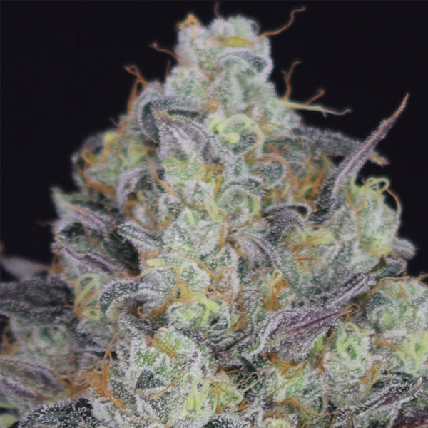 LA Juice by Crockett Family Farms
