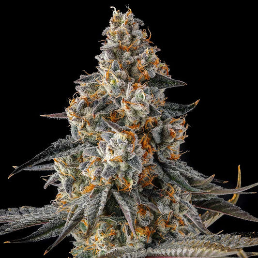 La Llorona by Compound Genetics