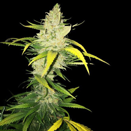 LA Sage by T.H. Seeds