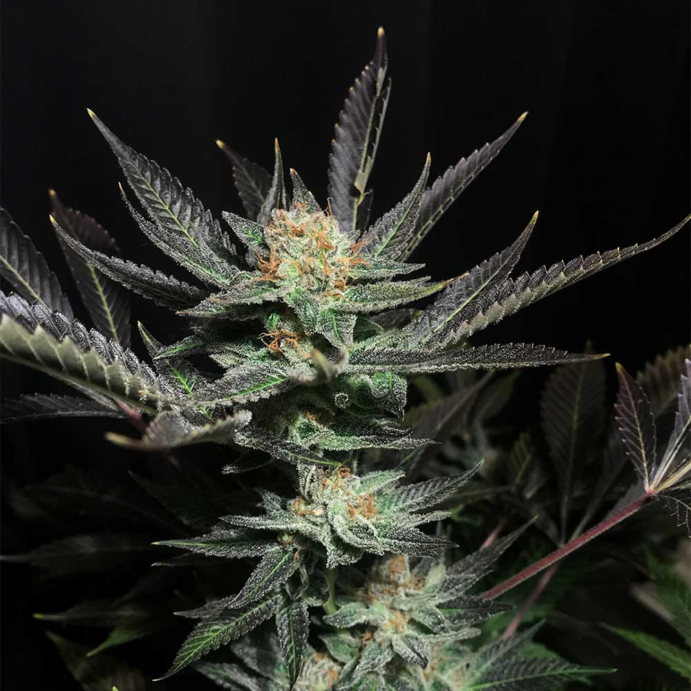 Lavender OG by Soma Seeds