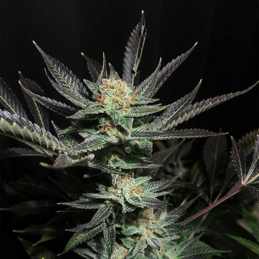Lavender OG by Soma Seeds