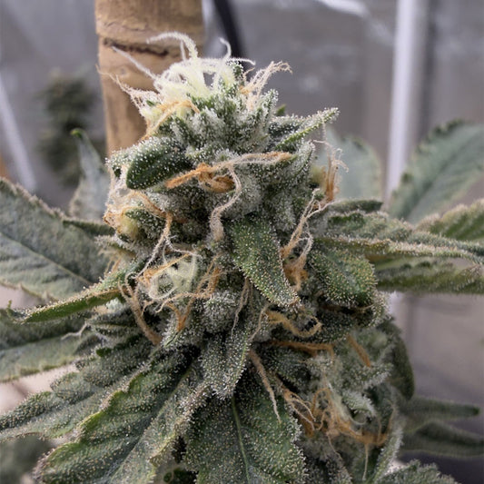 LEM.R.E by EZ Genetics