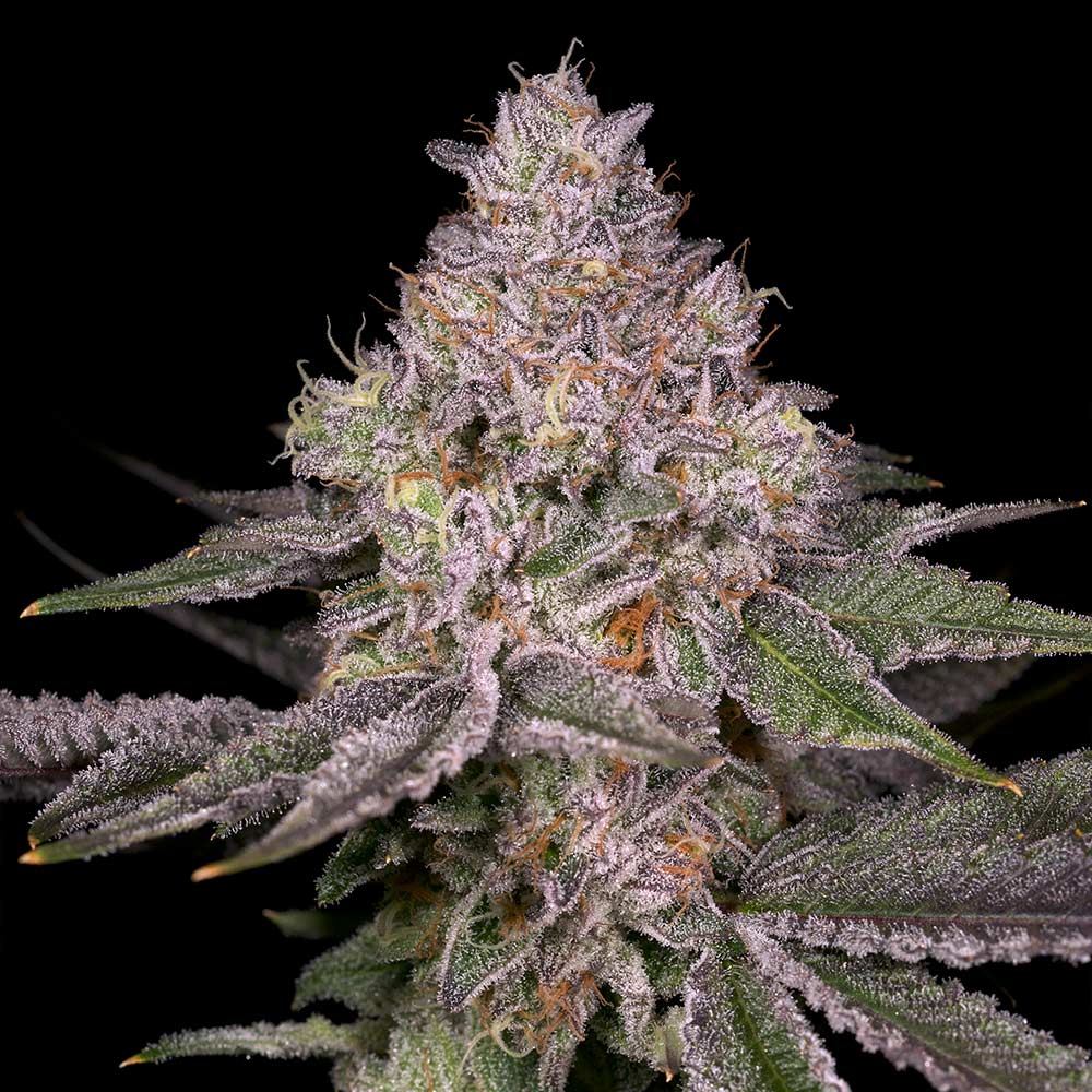 Lemon Cane V2 by Archive Seedbank