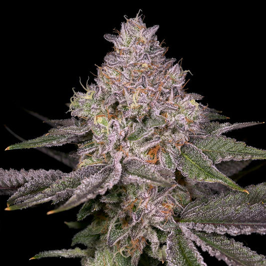 Lemon Cane V2 by Archive Seedbank