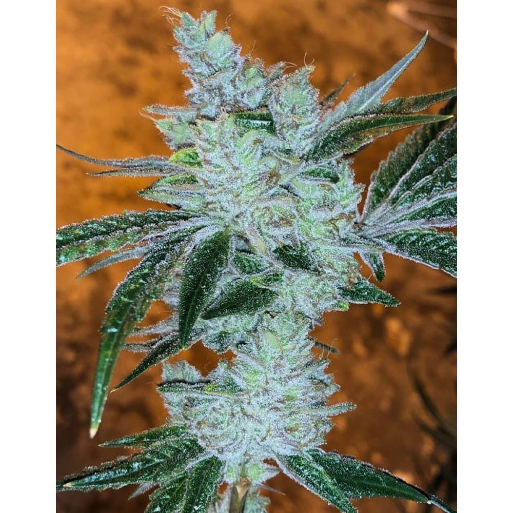 Lemon Delight by The Cali Connection