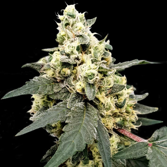 Auto Lemonade by Paradise Seeds