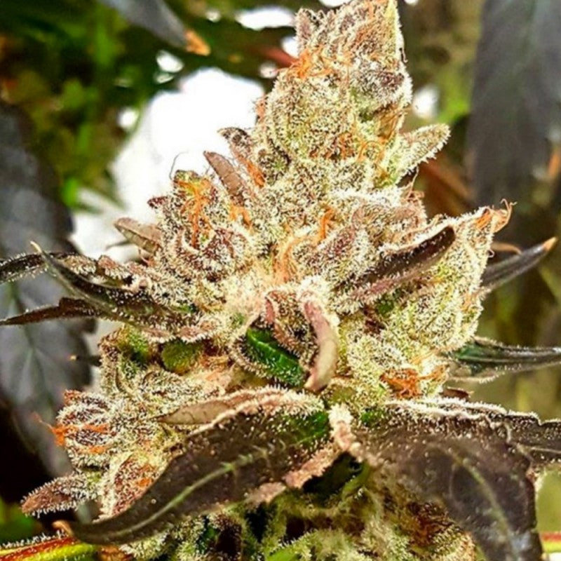 Lemonaid Sherbert by Dank Genetics