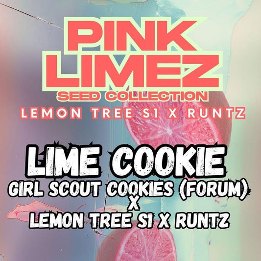 Lime Cookie by Grounded Genetics