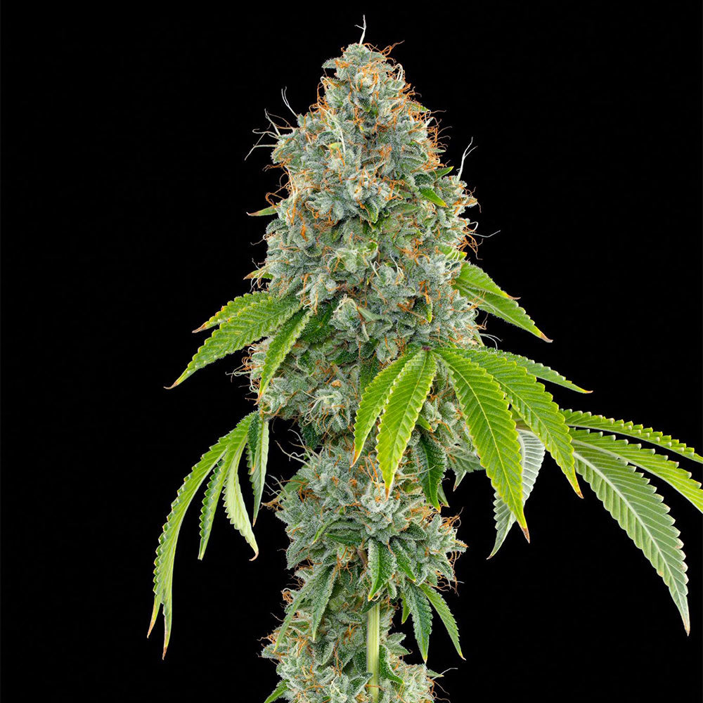 Lime OG by Grounded Genetics