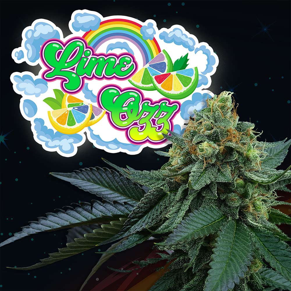 Lime Ozz by Perfect Tree