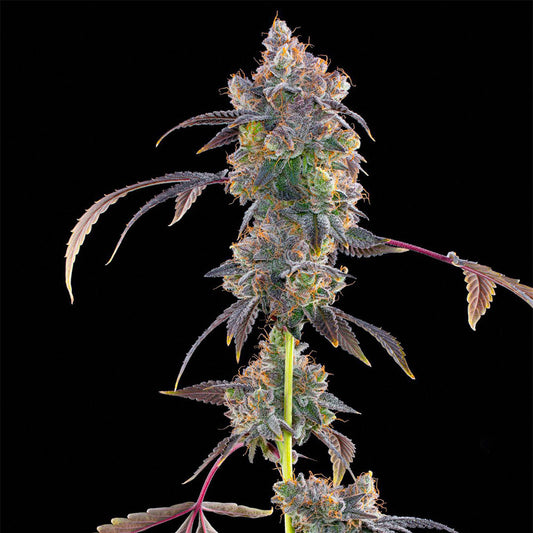 Lime Slurpi by Grounded Genetics