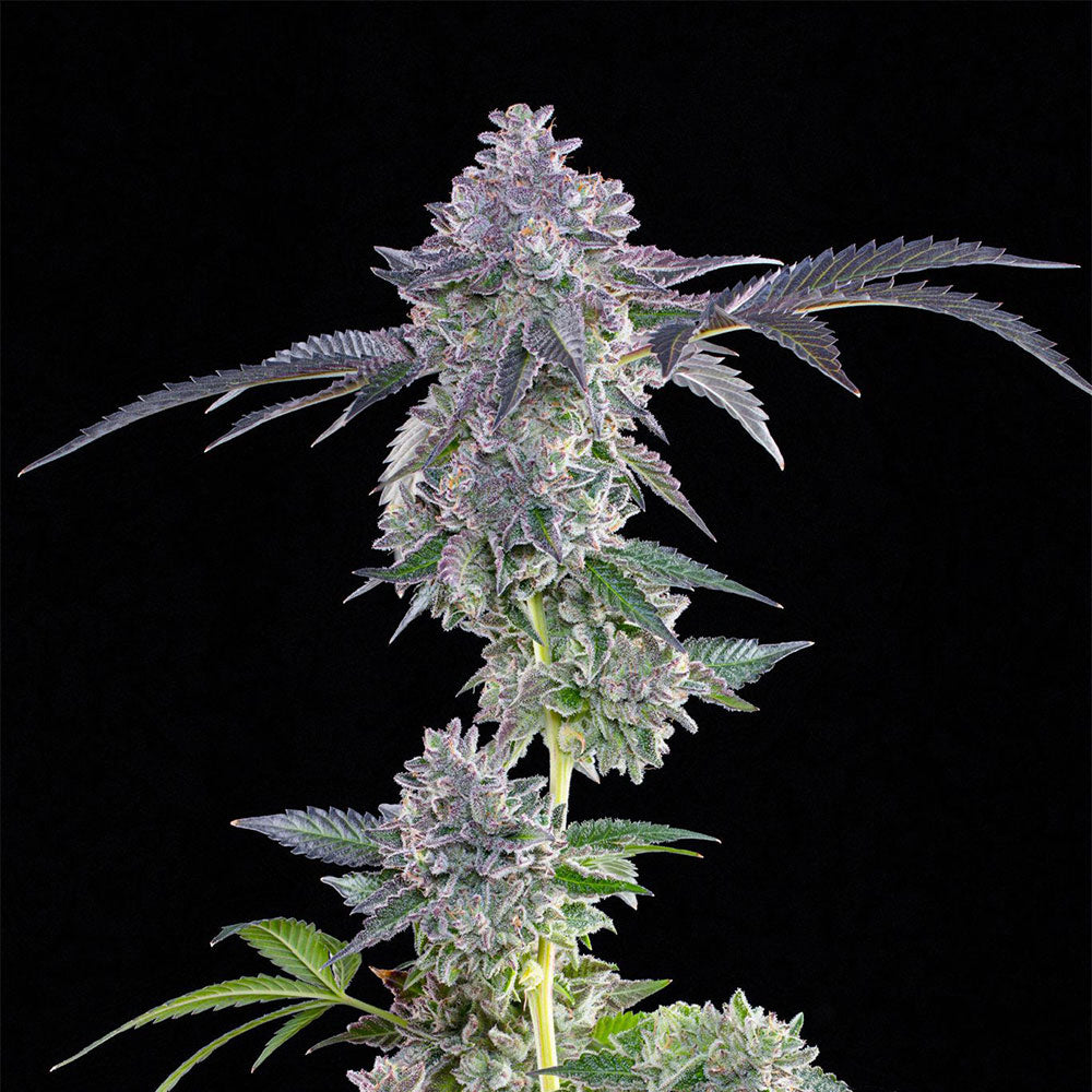 Lime Zerb by Grounded Genetics