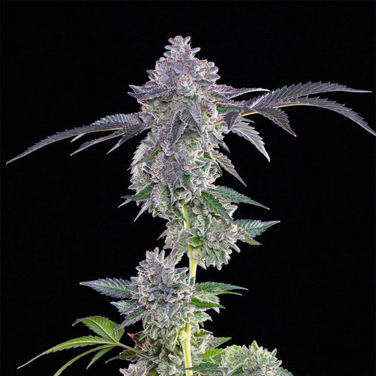Lime Zerb by Grounded Genetics