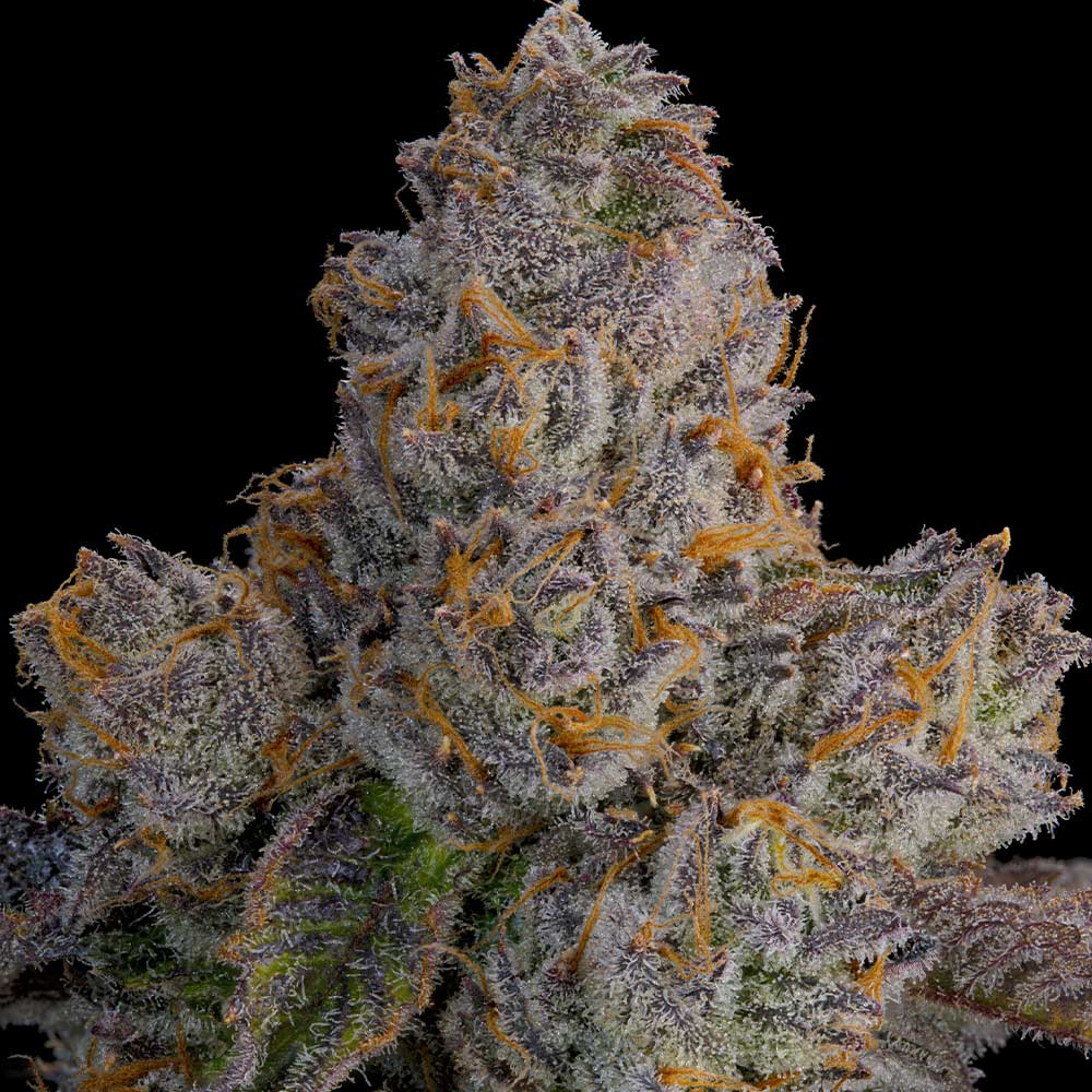 Lime Zoda by Grounded Genetics