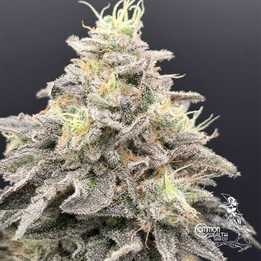 Limelight by Common Wealth Seed Co