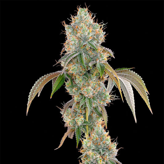Lime Scotti by Grounded Genetics