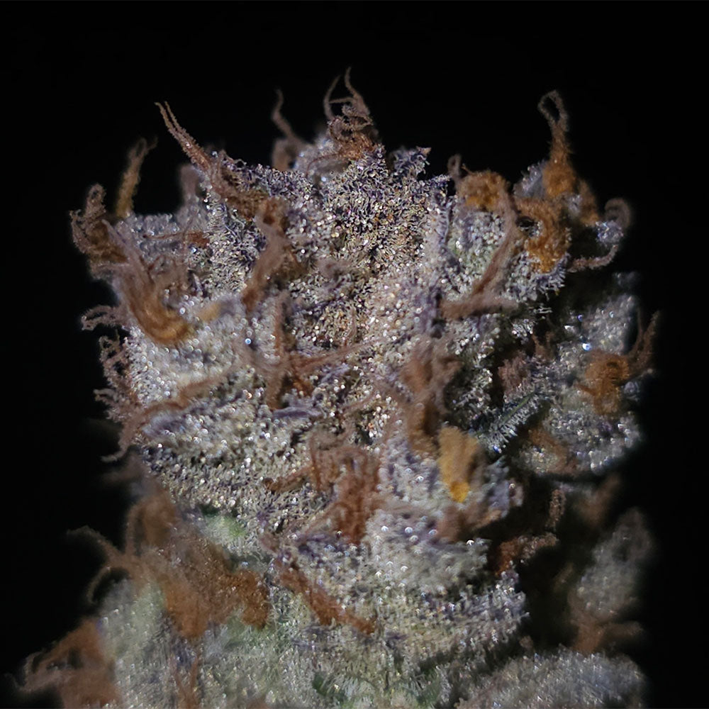 Lion Strength S1 by Capulator Seeds
