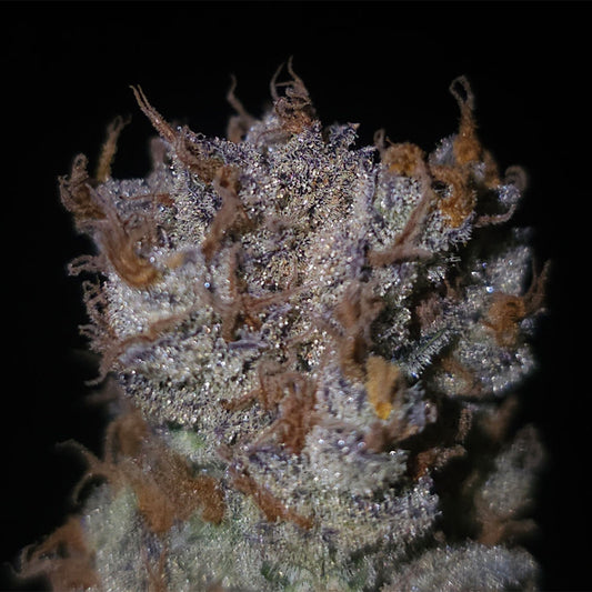 Lion Strength S1 by Capulator Seeds
