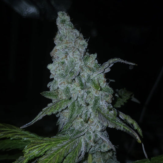 Lions Tooth by Capulator Seeds